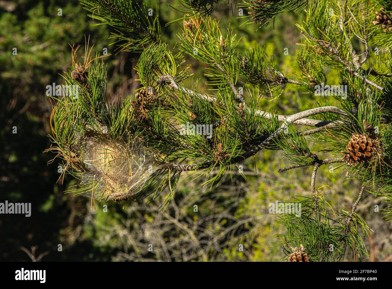 Detail of a nest of Processionary, Thaumetopoea pityocampa, on a black pine still alive with green needles and pine cones. Abruzzo, Italy, europe Stock Photo