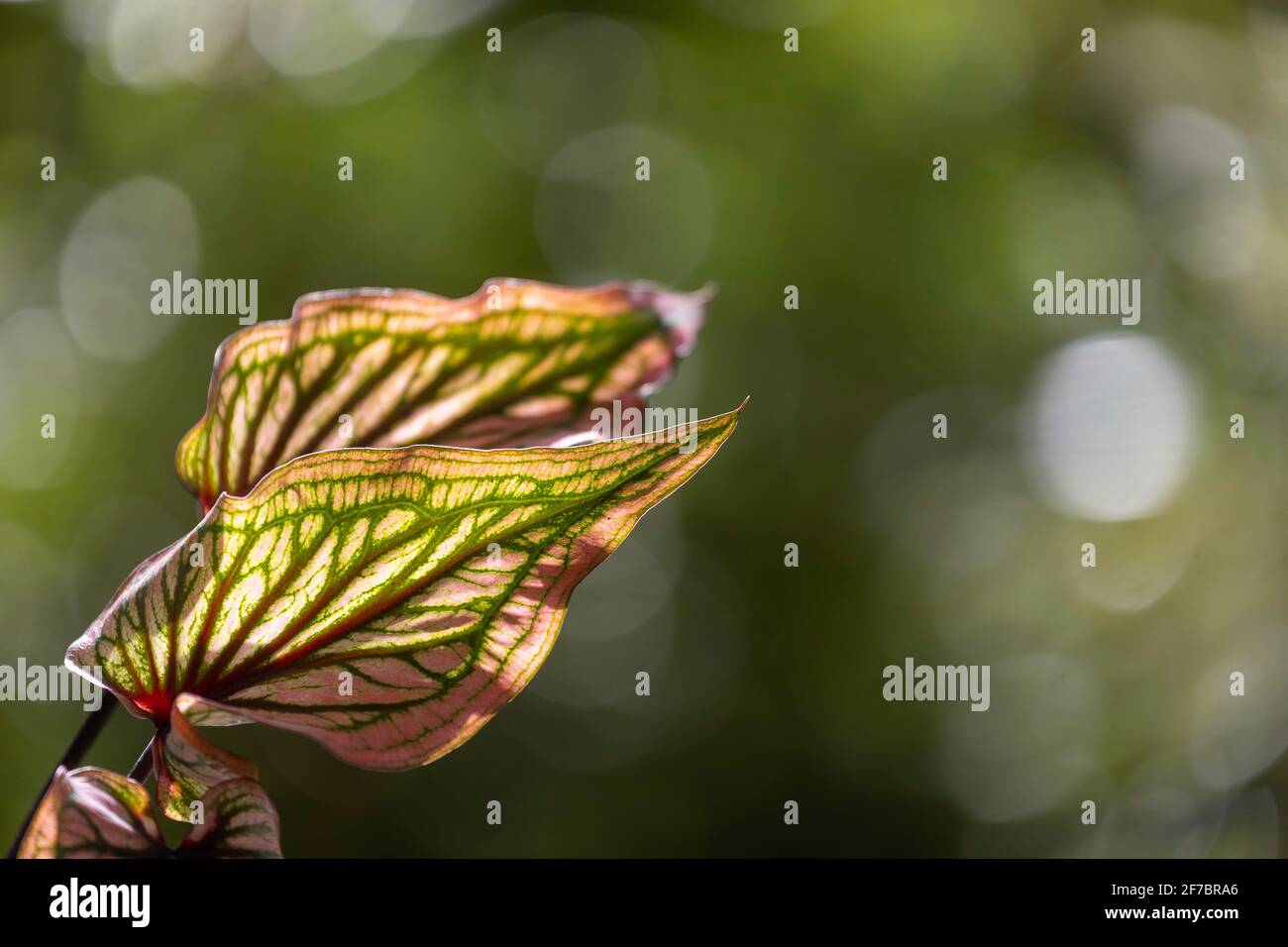 The leaves of the caladium, an ornamental plant with a beautiful leaf pattern in the morning atmosphere. Stock Photo