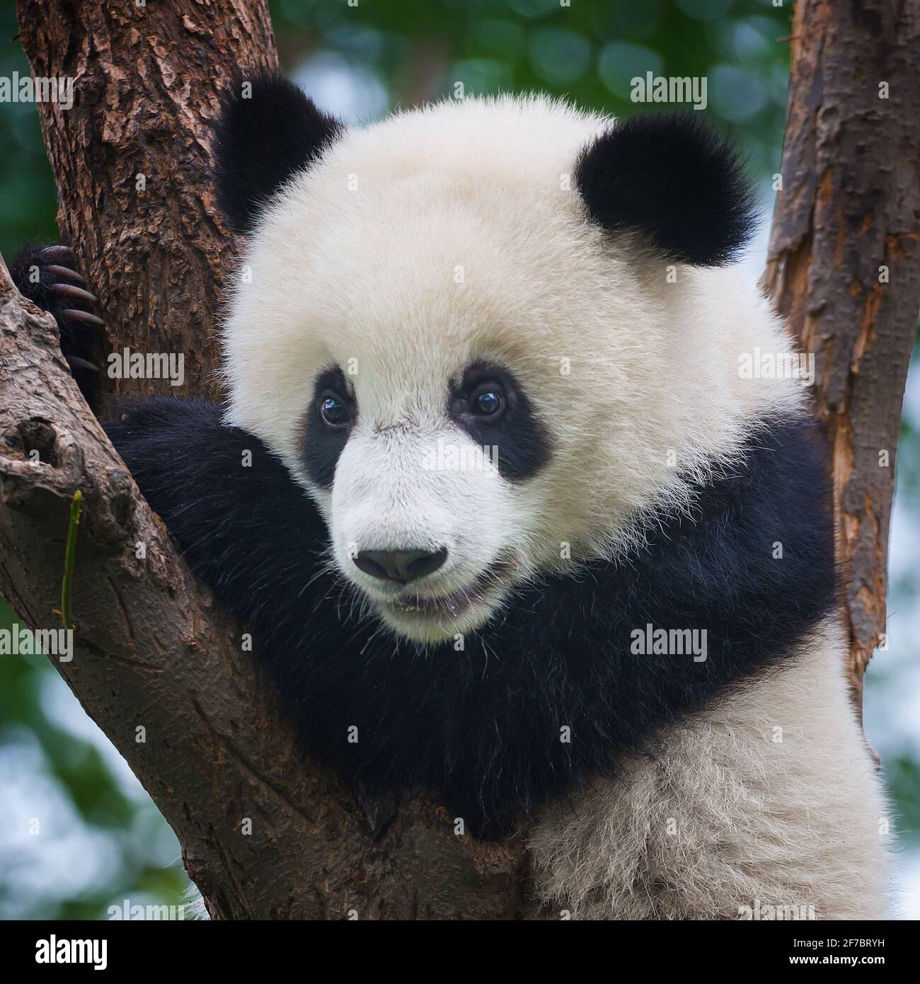 Panda bear in tree Stock Photo - Alamy
