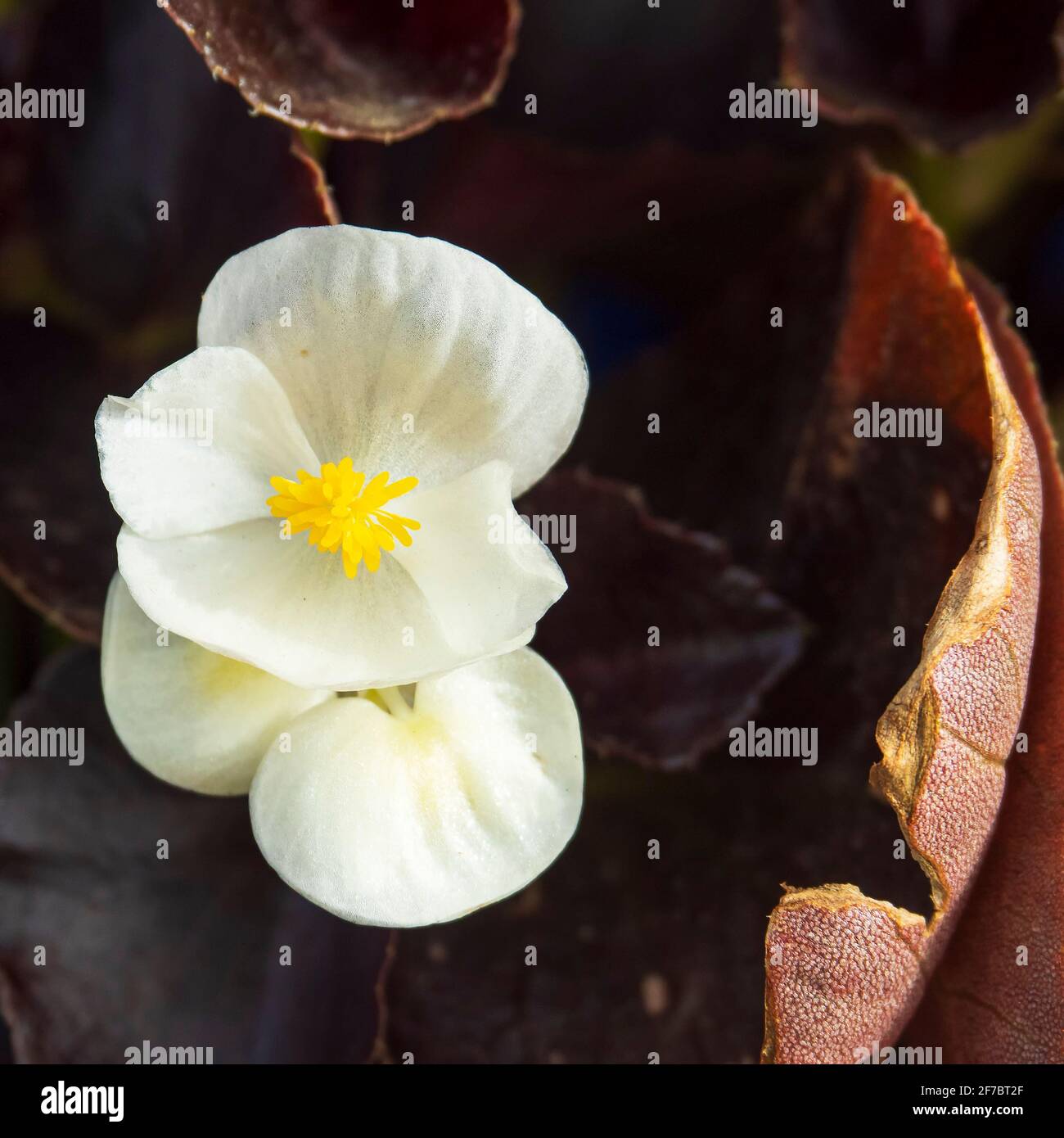 Small flower with white petals and yellow pistil Stock Photo