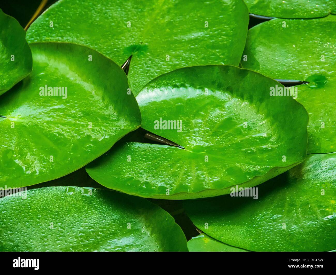 Pond with fresh water lily leaves Stock Photo Alamy