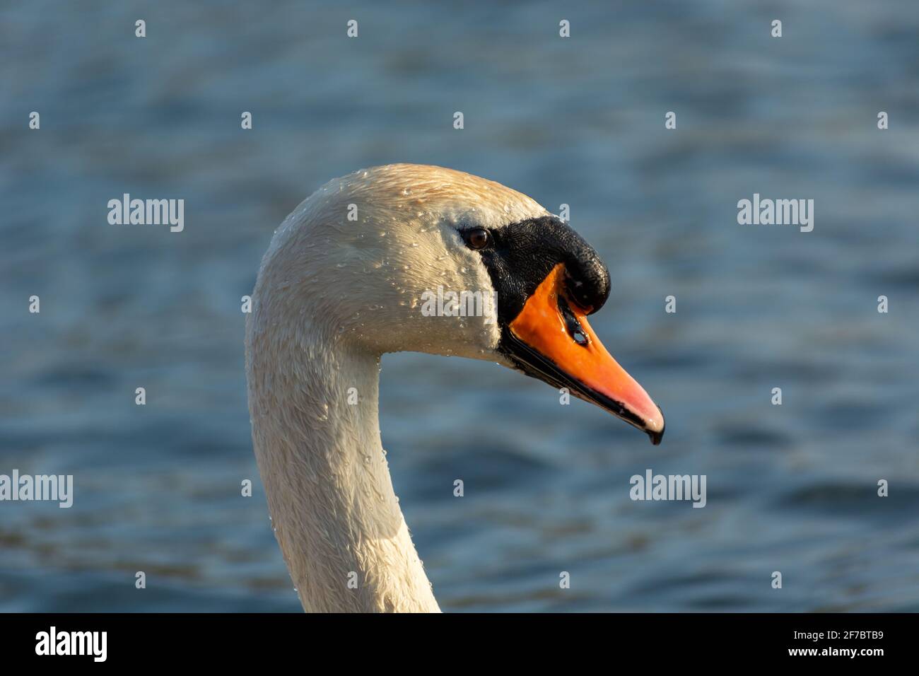 Head of a mute swan with water droplets on its feathers Stock Photo