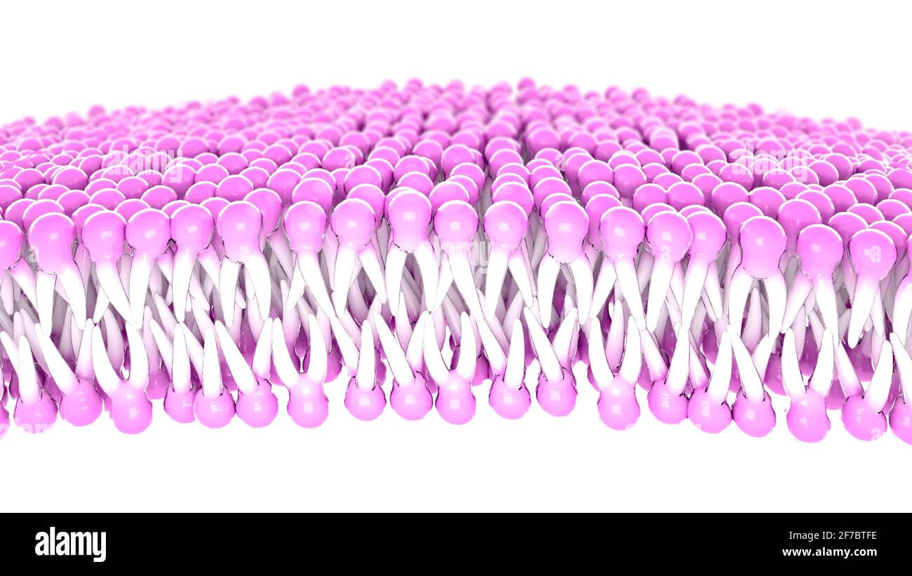 Structure of the plasma membrane of a cell. Lipids and fats viewed under a microscope. 3d render Stock Photo