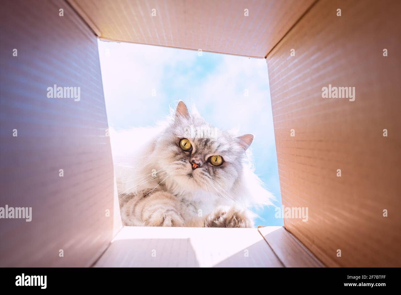 Funny cute playful persian cat looking in cardboard box. Cat loves to ...