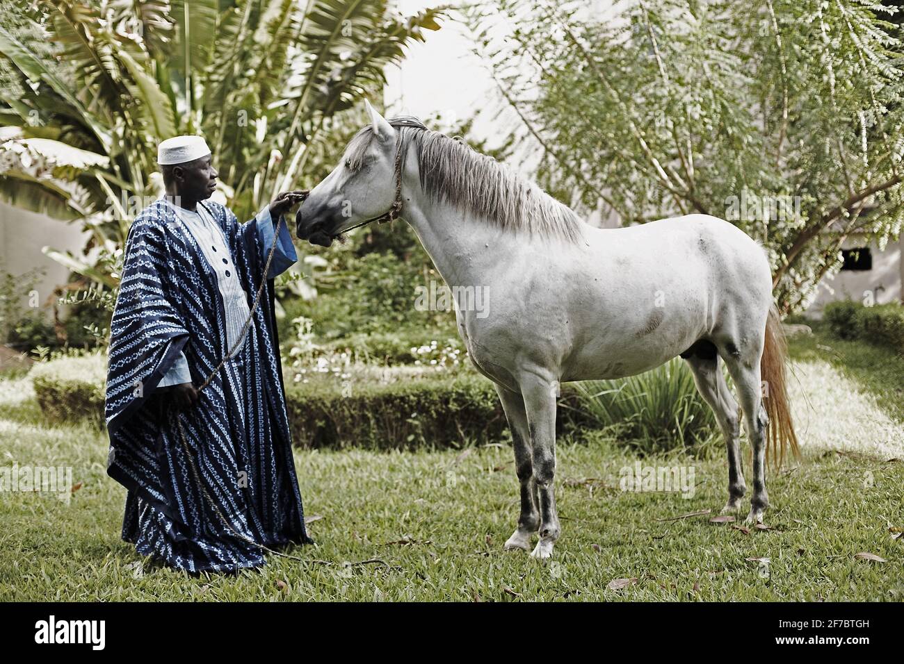 man in african traditional attire touching white horse in Bamako , Mali, West Africa. Stock Photo
