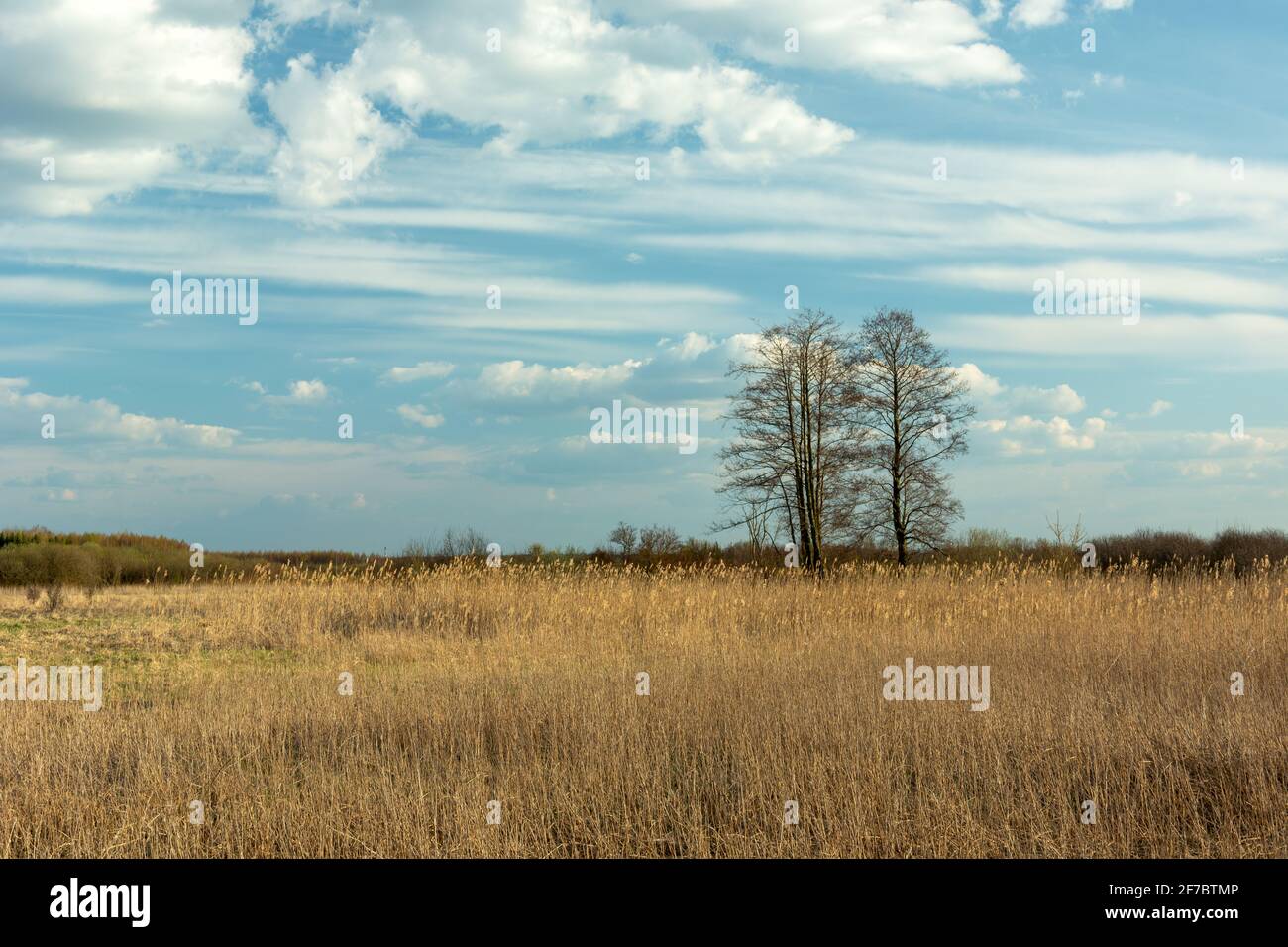 Tall dry trees hires stock photography