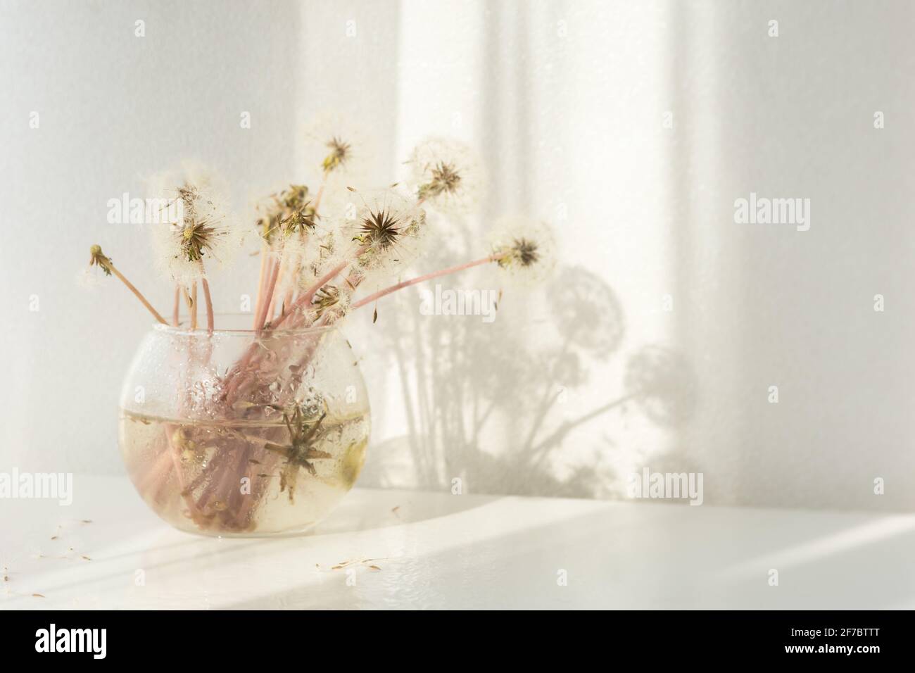 Fluffy dandelions in a glass vase. a delicate airy summer bouquet on a ...