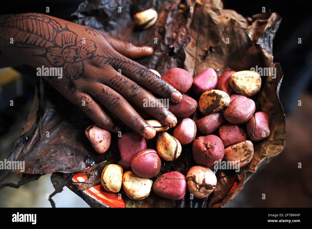 The Kola nut ( Cola acuminata )has a bitter flavour and caffeine contentand is chewed in many West African cultures. Stock Photo