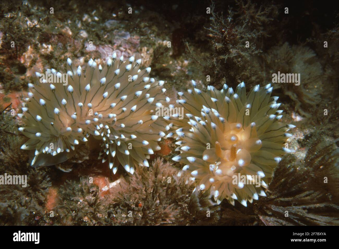 Nudibranch or sea slug (Antiopella cristata) pair feeding on bryozoan turf, UK. Stock Photo