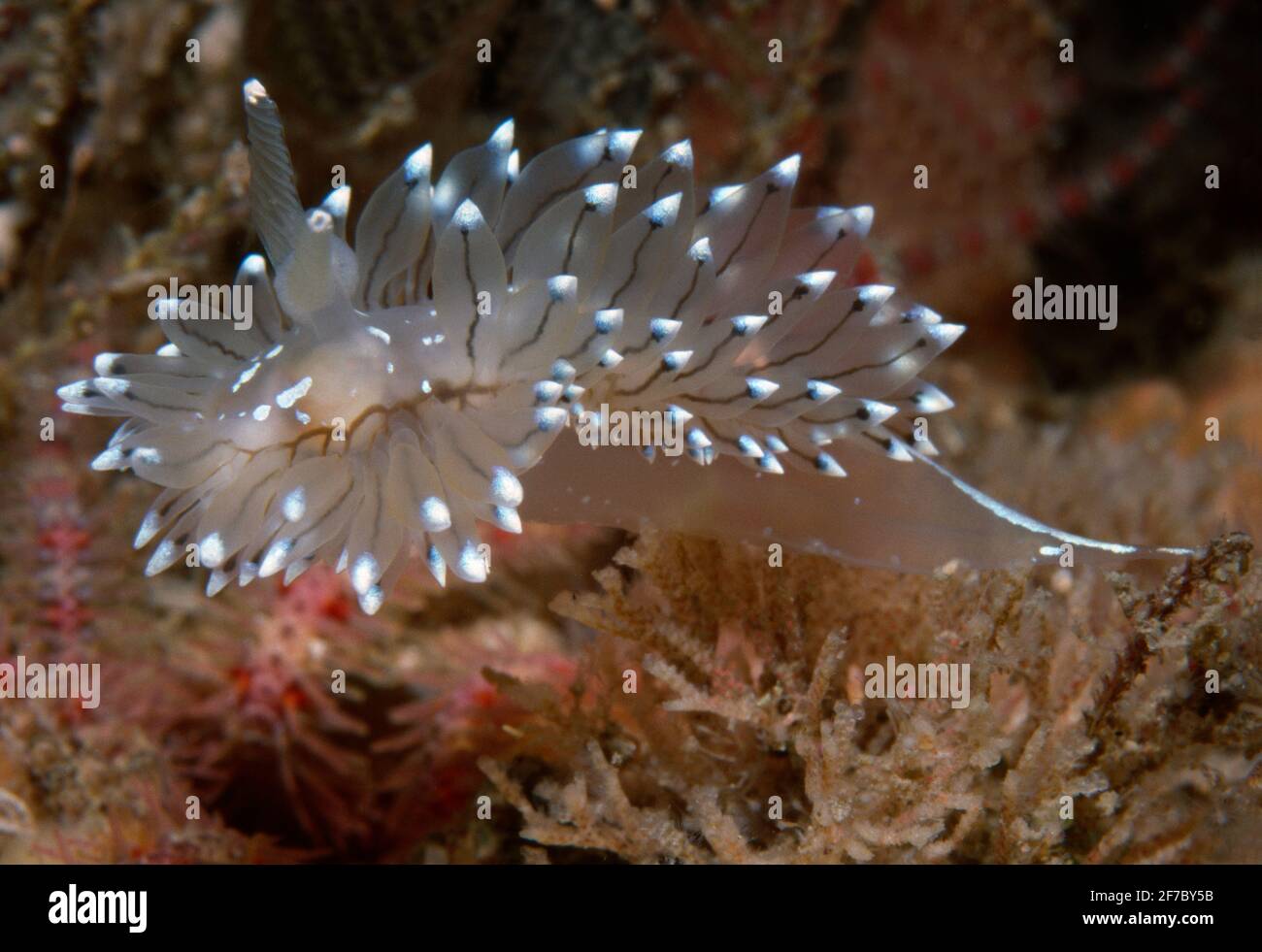 Nudibranch or sea slug (Antiopella cristata) on bryozoan turf, UK. Stock Photo
