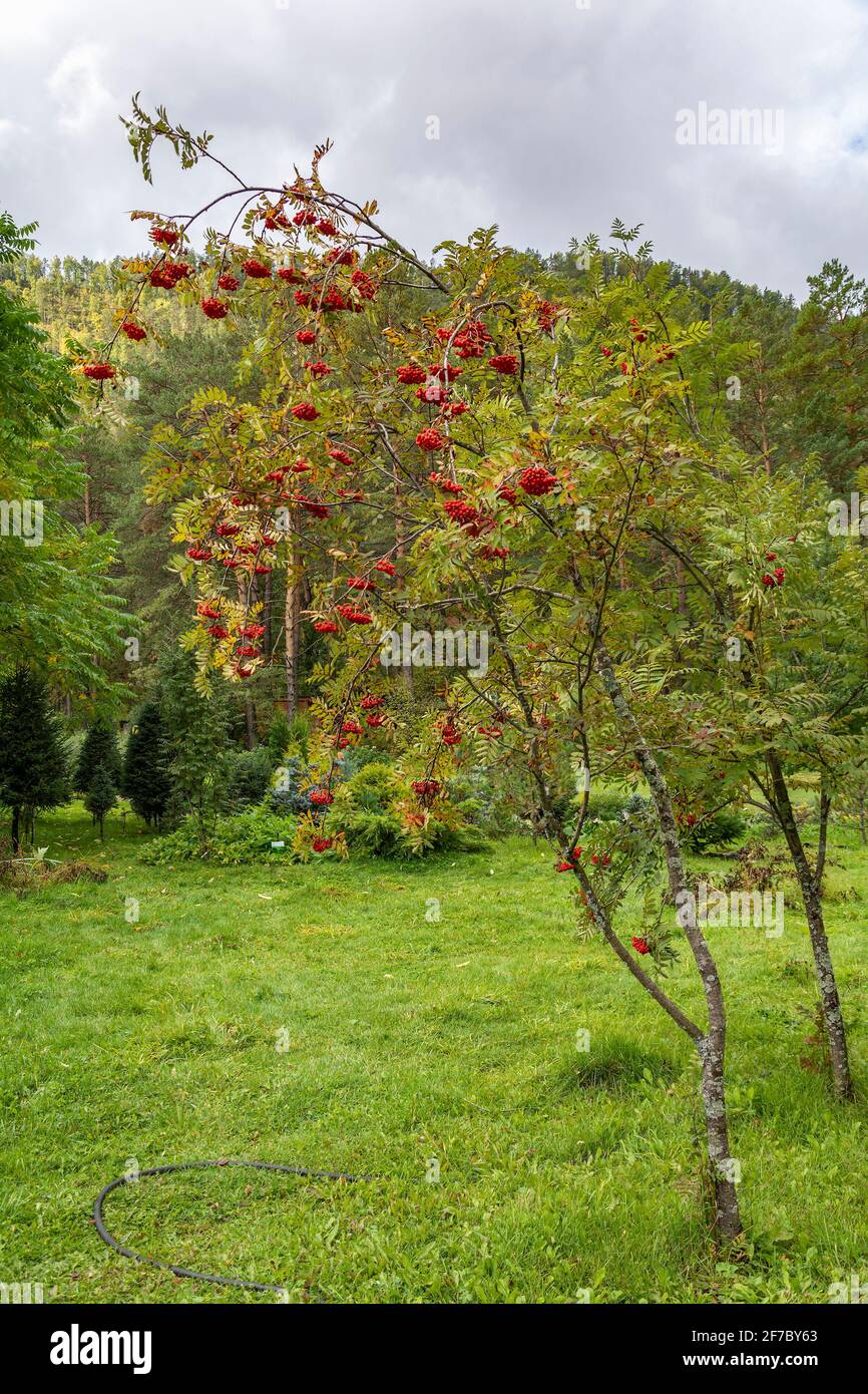 Drooping mountain ash with clusters of red berries in the autumn garden Stock Photo
