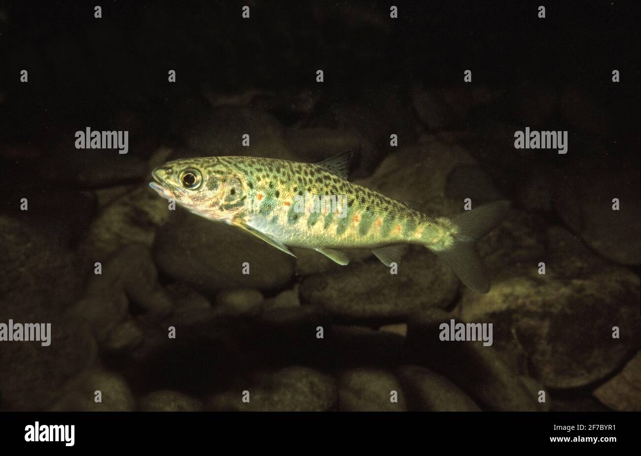 Salmon parr vertical stripes hires stock photography and images Alamy