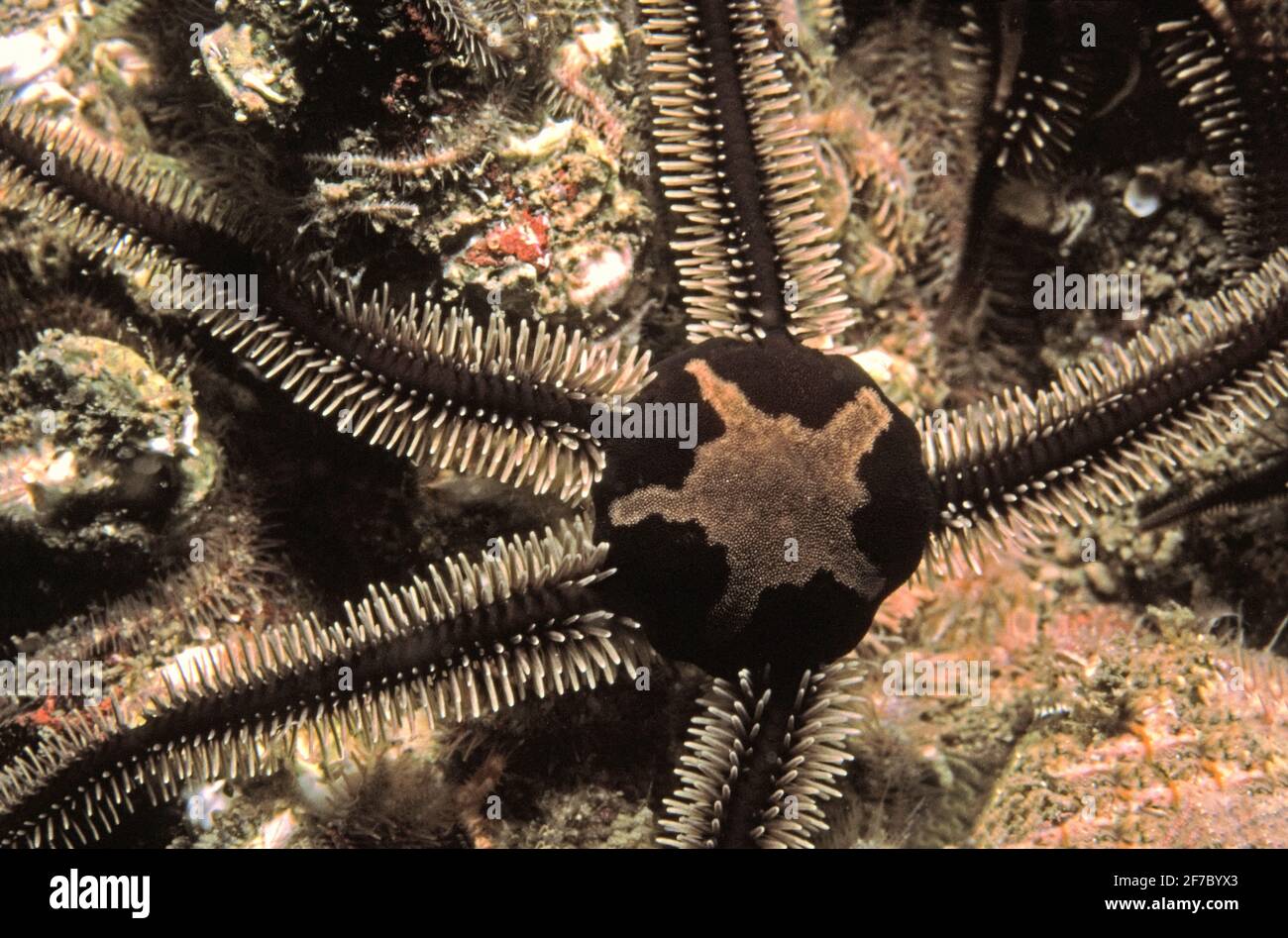 Black brittlestar (Ophiocomina nigra) closeup of disc and arms, UK. Stock Photo
