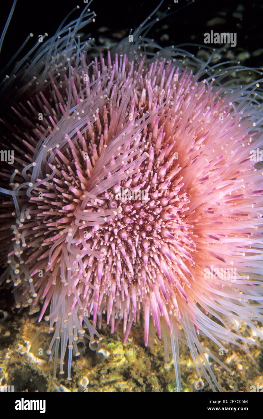 Common or edible sea urchin (Echinus esculentus) closeup showing extended  tube feet, UK Stock Photo - Alamy