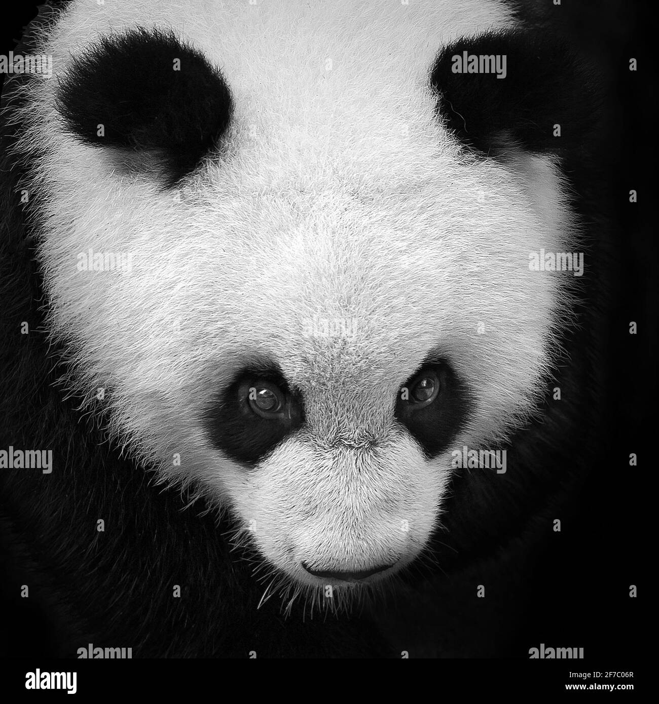 Panda eyes Black and White Stock Photos & Images - Alamy