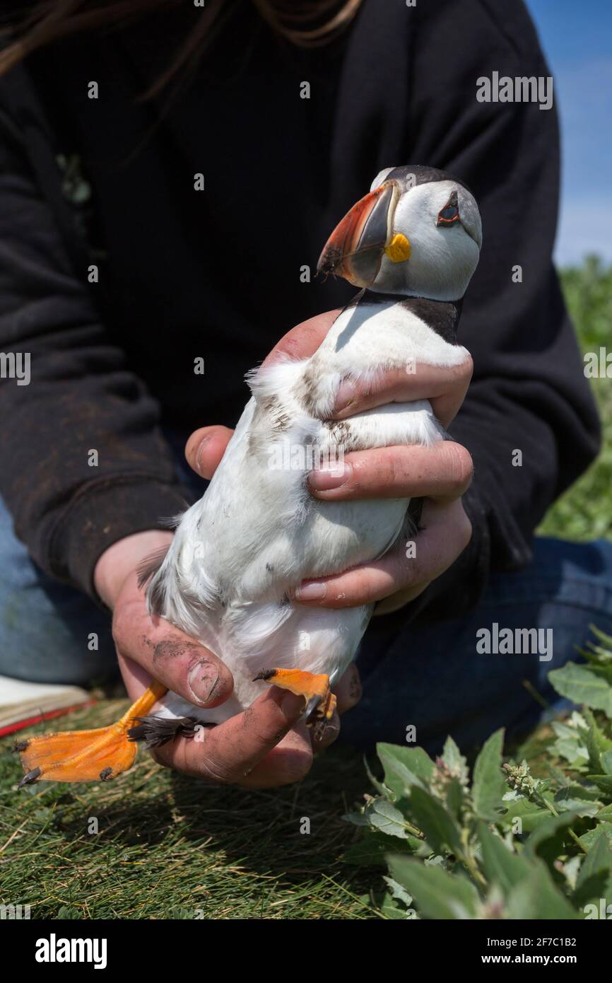 Puffin (Fratercula arctica) removed from burrow for monitoring, Inner Farne, Farne Islands, Northumberland, UK Stock Photo