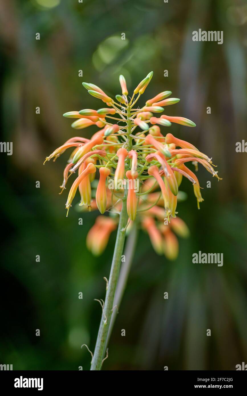 Flowers of aloe. Selective focus with shallow depth of field. Stock Photo
