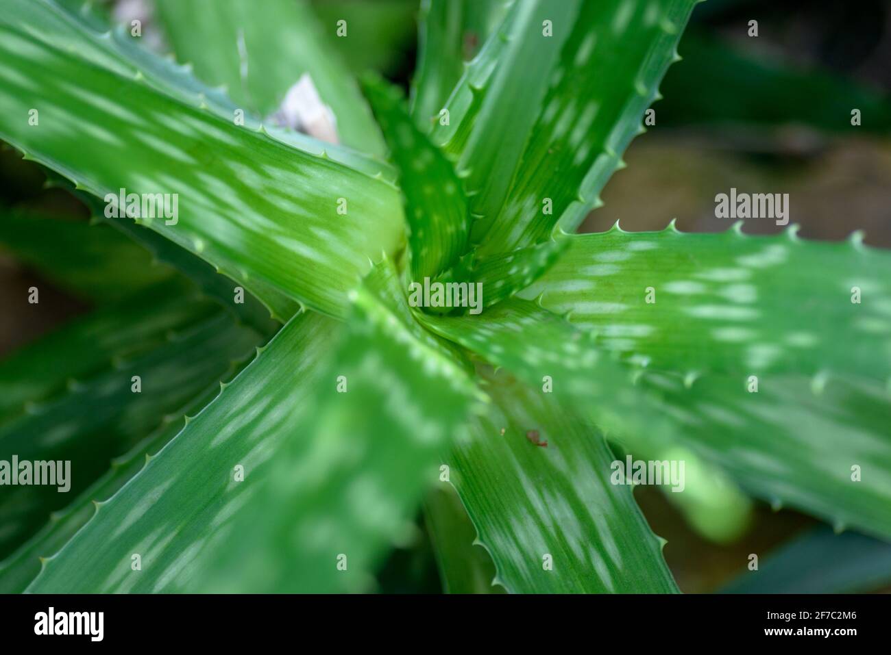 Green leaves of aloe. Selective focus with shallow depth of field. Stock Photo
