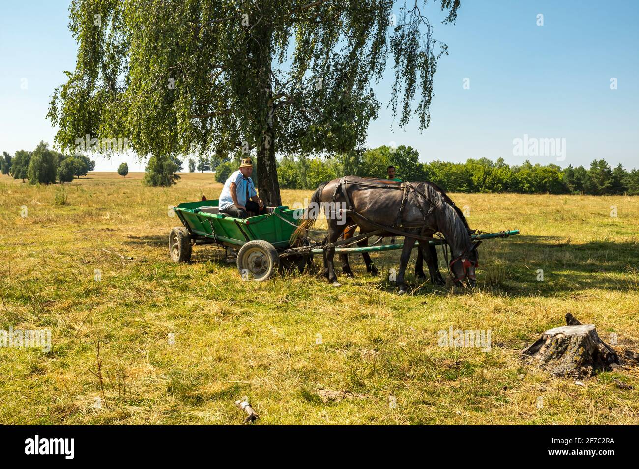 Horsedrawn carts are a common mode of transport in rural Transylvania