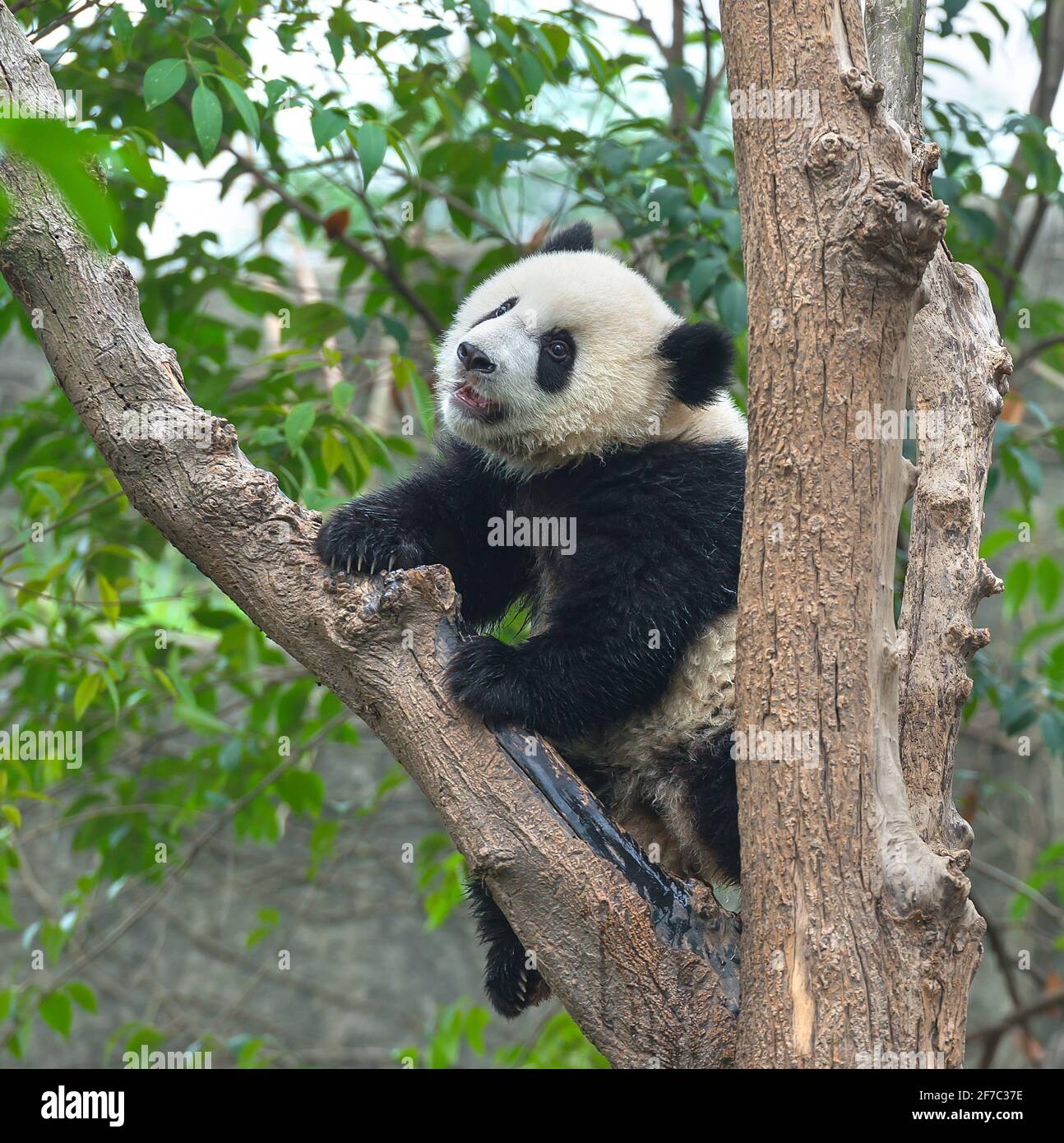 Panda in tree Stock Photo - Alamy
