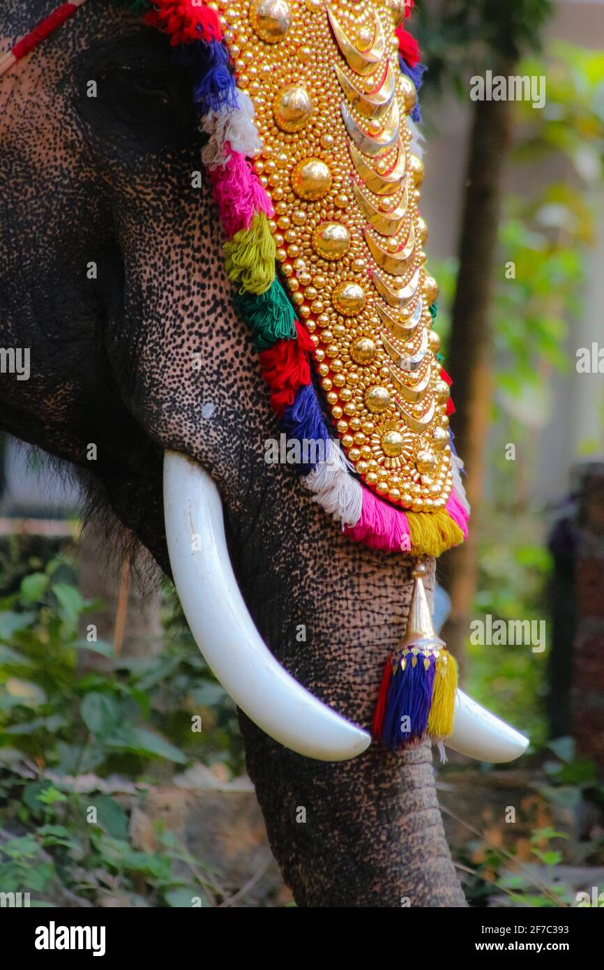 Kerala Elephants Wallpapers - Wallpaper Cave