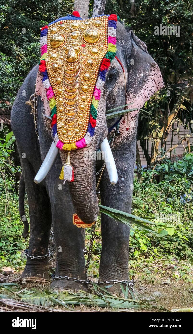 Hd pics photos stunning attractive asian elephants kerala rahul raj rj  photography 14 hd desktop background