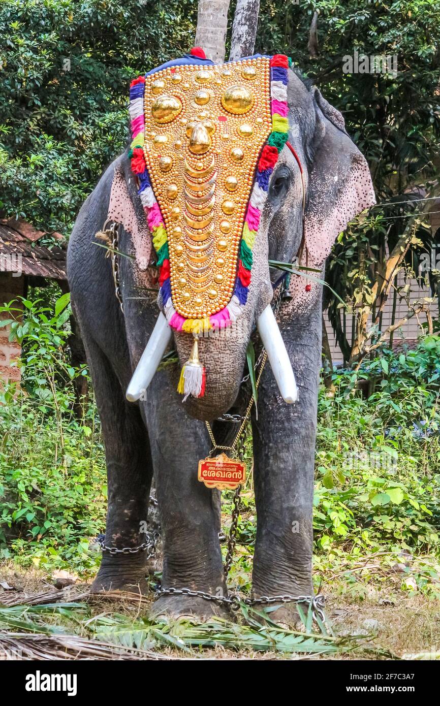 elephant in kerala temple festival Stock Photo Alamy
