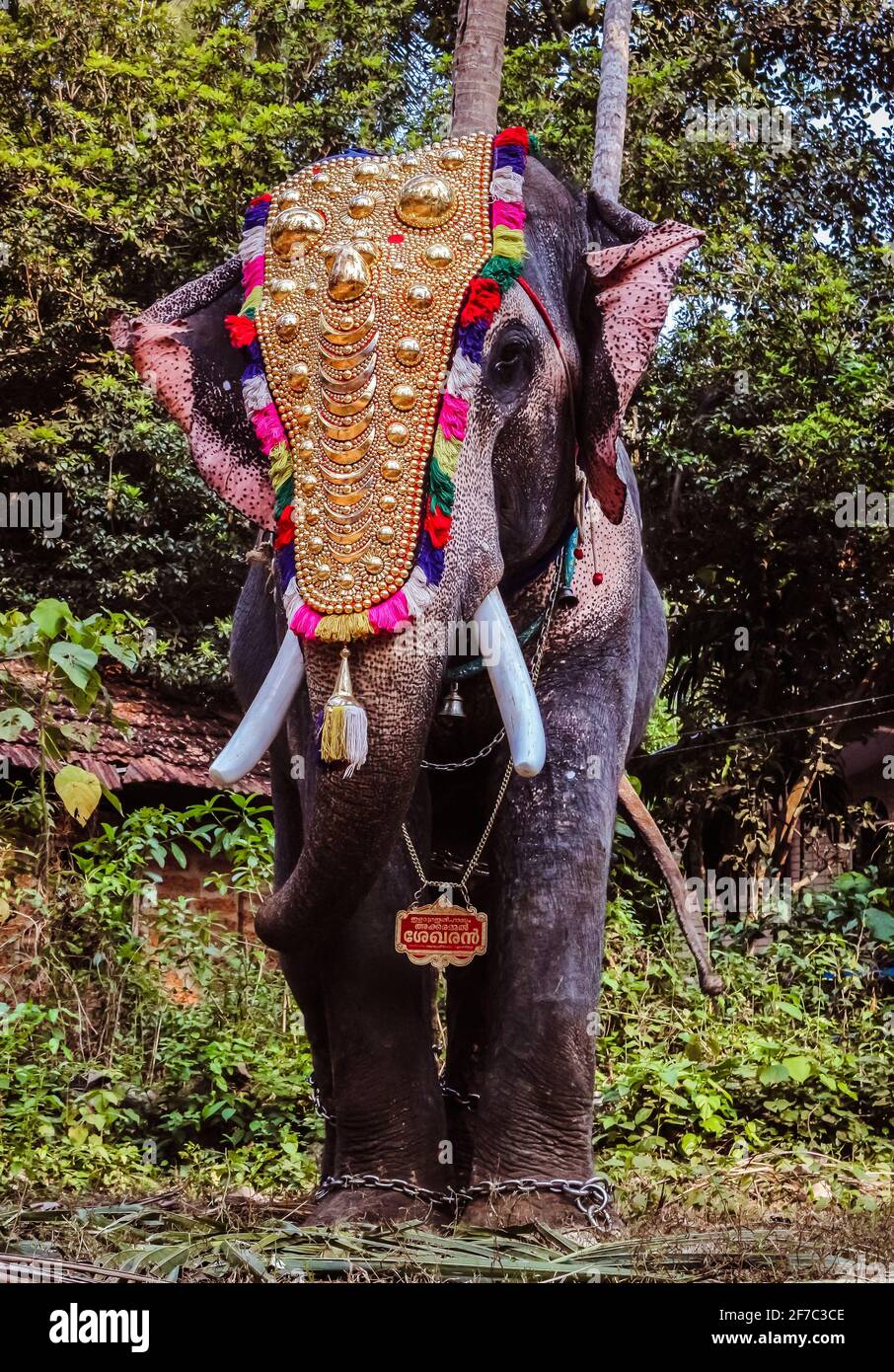 HD kerala elephant wallpapers | Peakpx