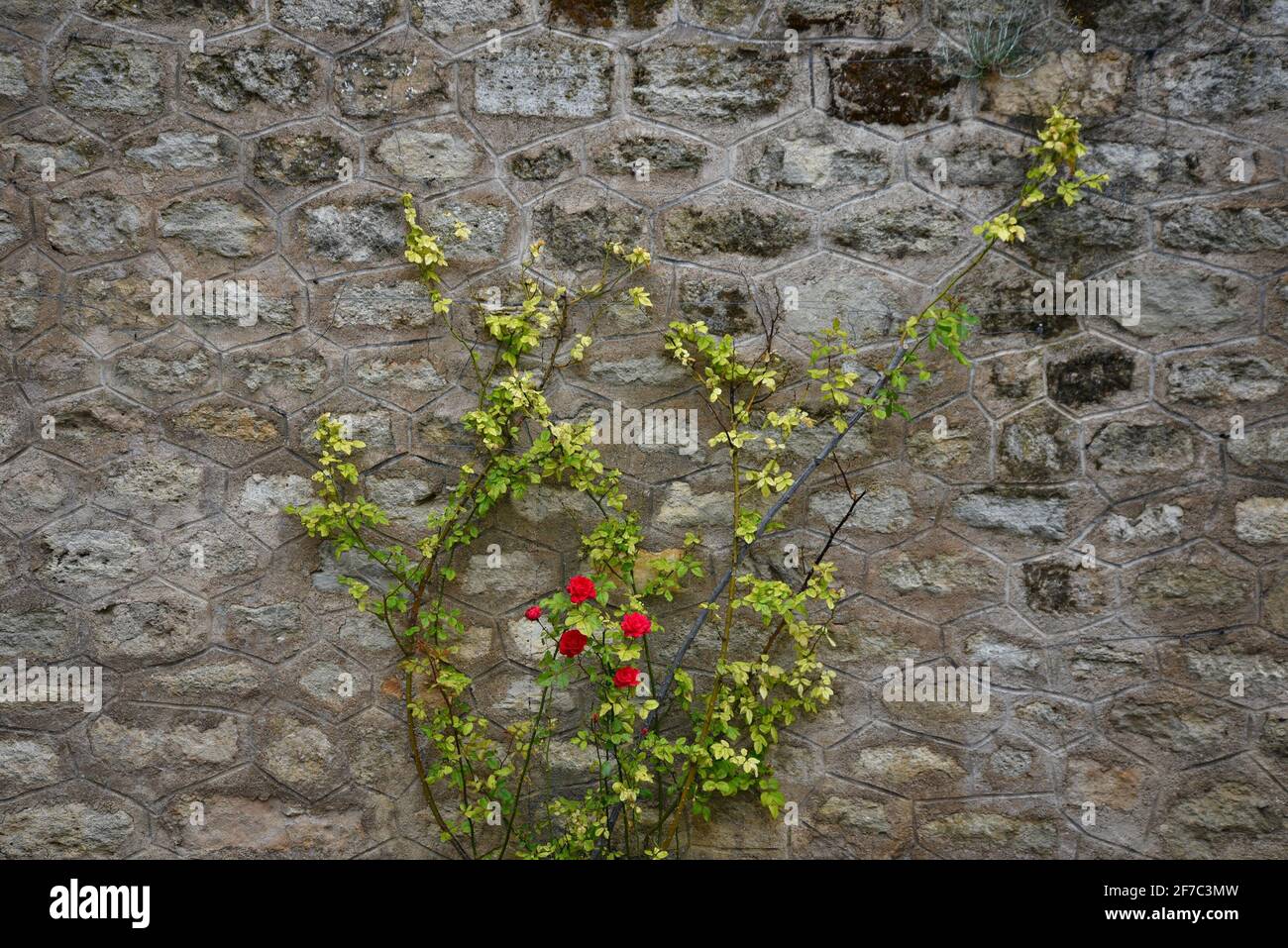 Rural Provençal style stone wall with a climbing rosebush in the picturesque village of Grambois, Provence-Alpes-Côte d'Azur, Vaucluse, France Stock Photo