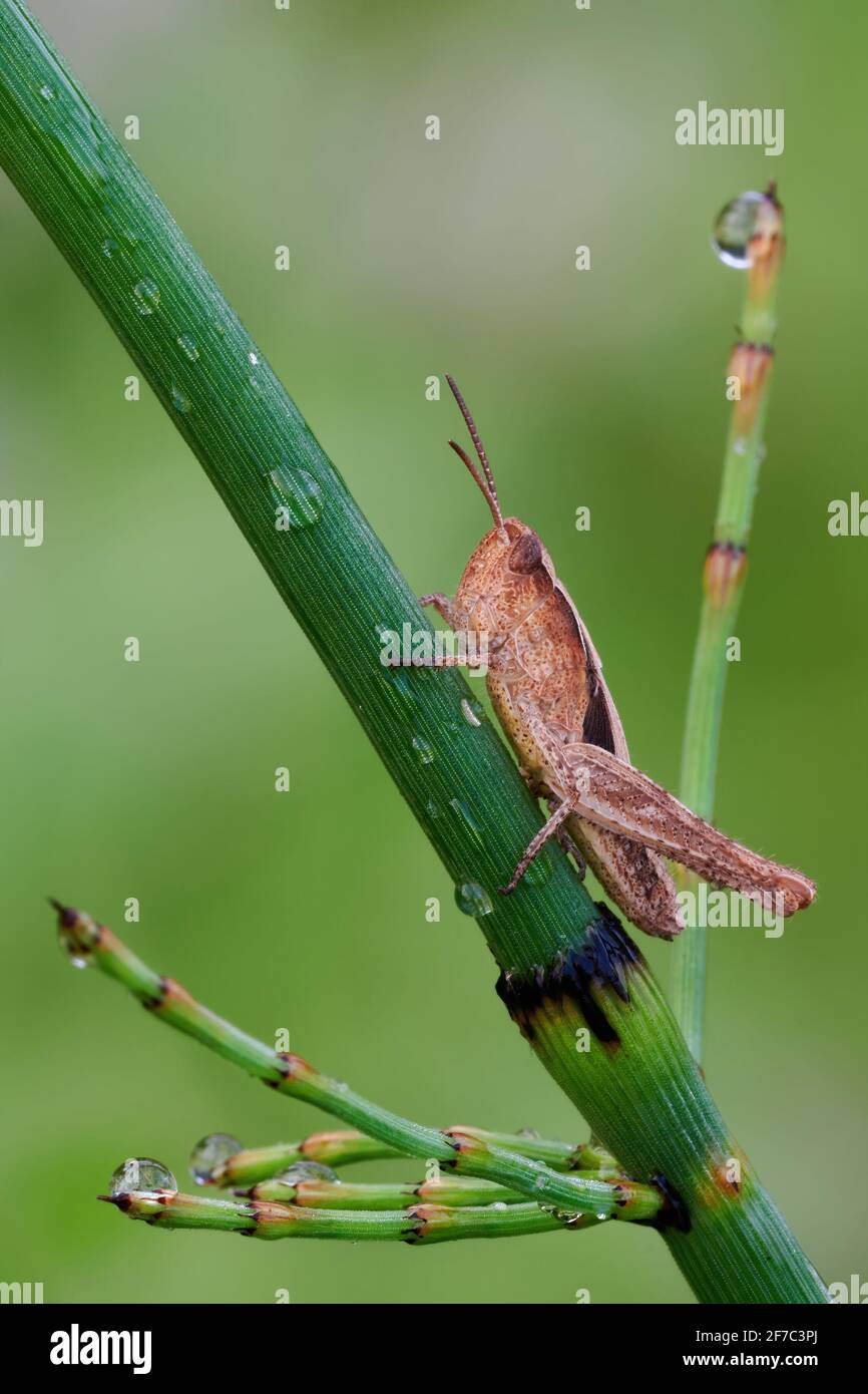 Grasshopper after rain. Sitting on a stalk of grass with water drops. Side view, close up. Blurred light natural background. Stock Photo