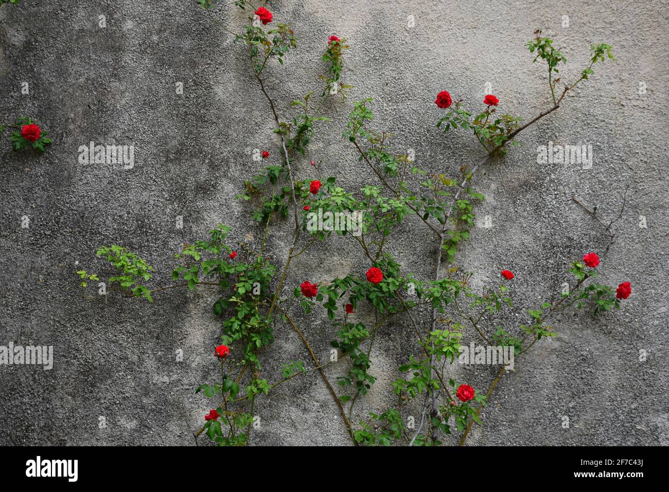 Rural faded wall with a climbing rosebush in the picturesque village of Grambois, Provence-Alpes-Côte d'Azur, Vaucluse, France Stock Photo