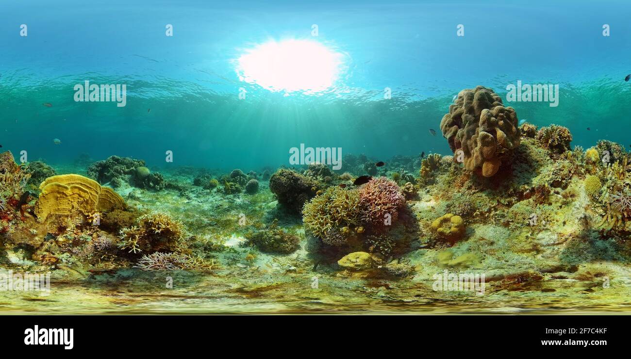 Virtual Reefs Coral reef underwater with fishes and marine life. Coral reef and ...