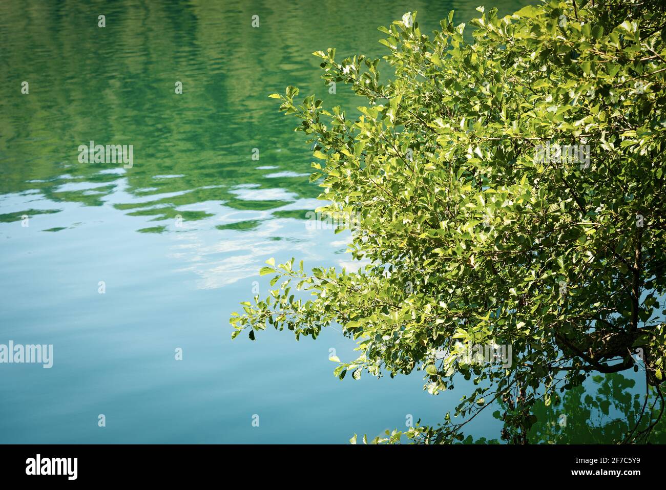 Close-up of a tree with lush green leaves above the surface of the water. Lago di Levico, small lake in Italian Alps. Levico Terme, Trentino, Italy. Stock Photo