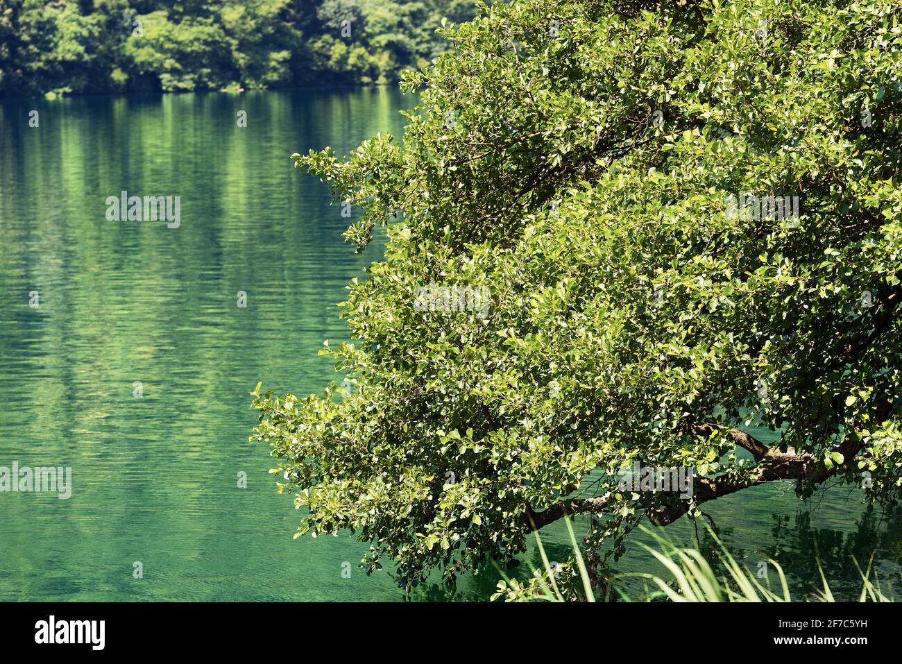 Close-up of a tree with lush green leaves above the surface of the water. Lago di Levico, small lake in Italian Alps. Levico Terme, Trentino, Italy. Stock Photo
