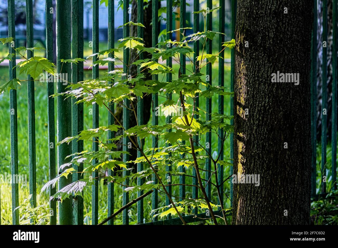 Spring Bright Tree young tree in bright light, spring Stock Photo - Alamy