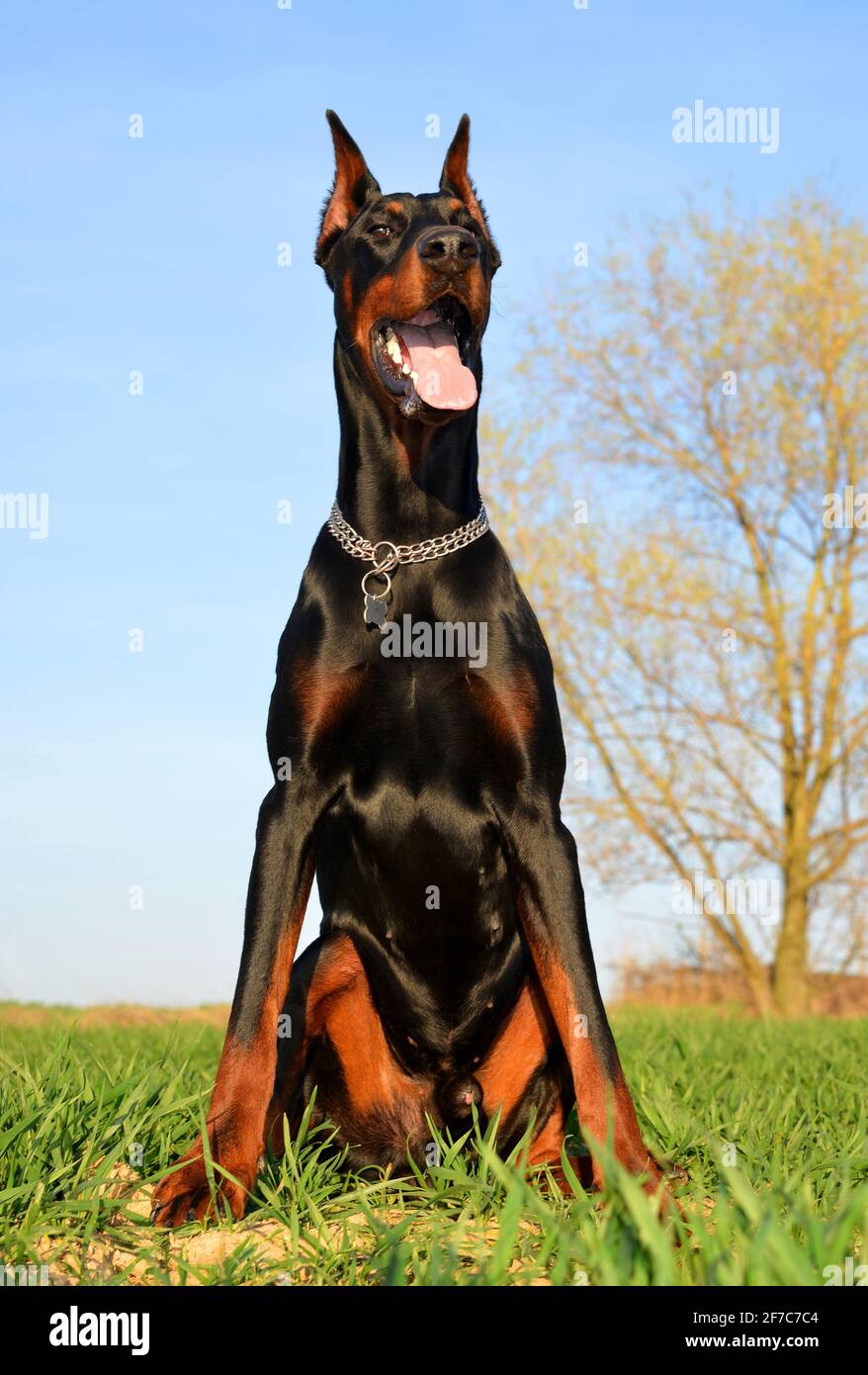 Brown doberman dog sitting in green grass. Stock Photo