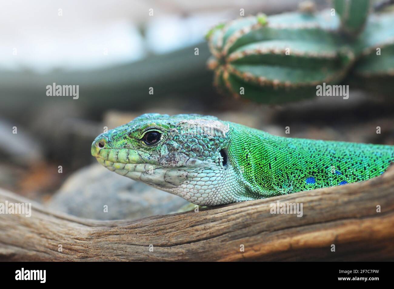 Moroccan eyed lizard - Timon tangitanus. Lizard in the family Lacertidae.  The species is endemic to Northwest Africa Stock Photo - Alamy