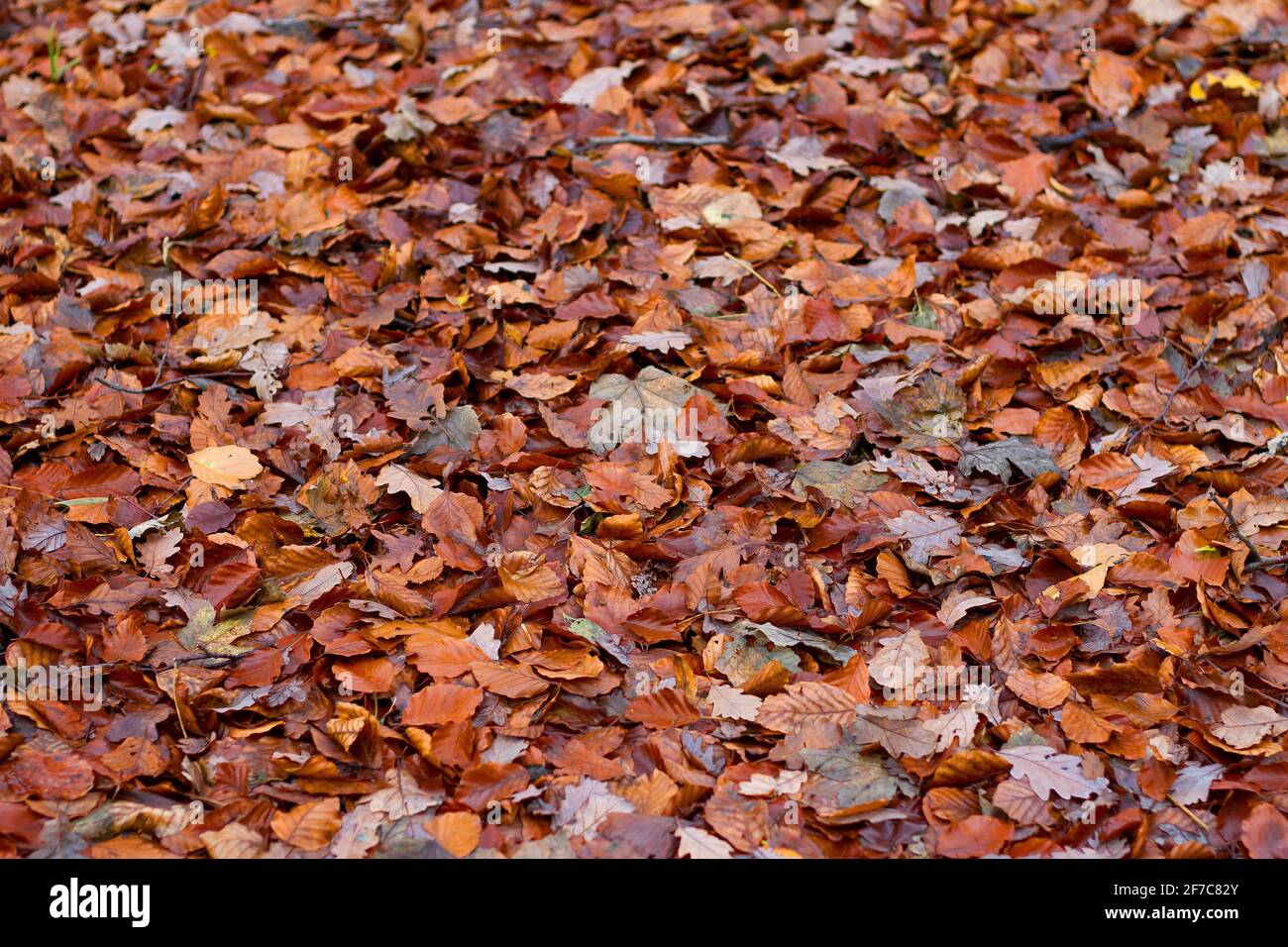 Decomposing leaves hi-res stock photography and images - Alamy