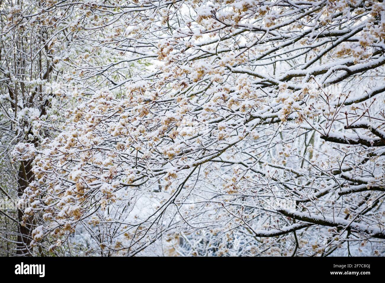 snow on a blossoming maple tree in Wetter on the river Ruhr on April 6th. 2021, North Rhine-Westphalia, Germany.  Schnee auf einem bluehenden Ahorn in Stock Photo