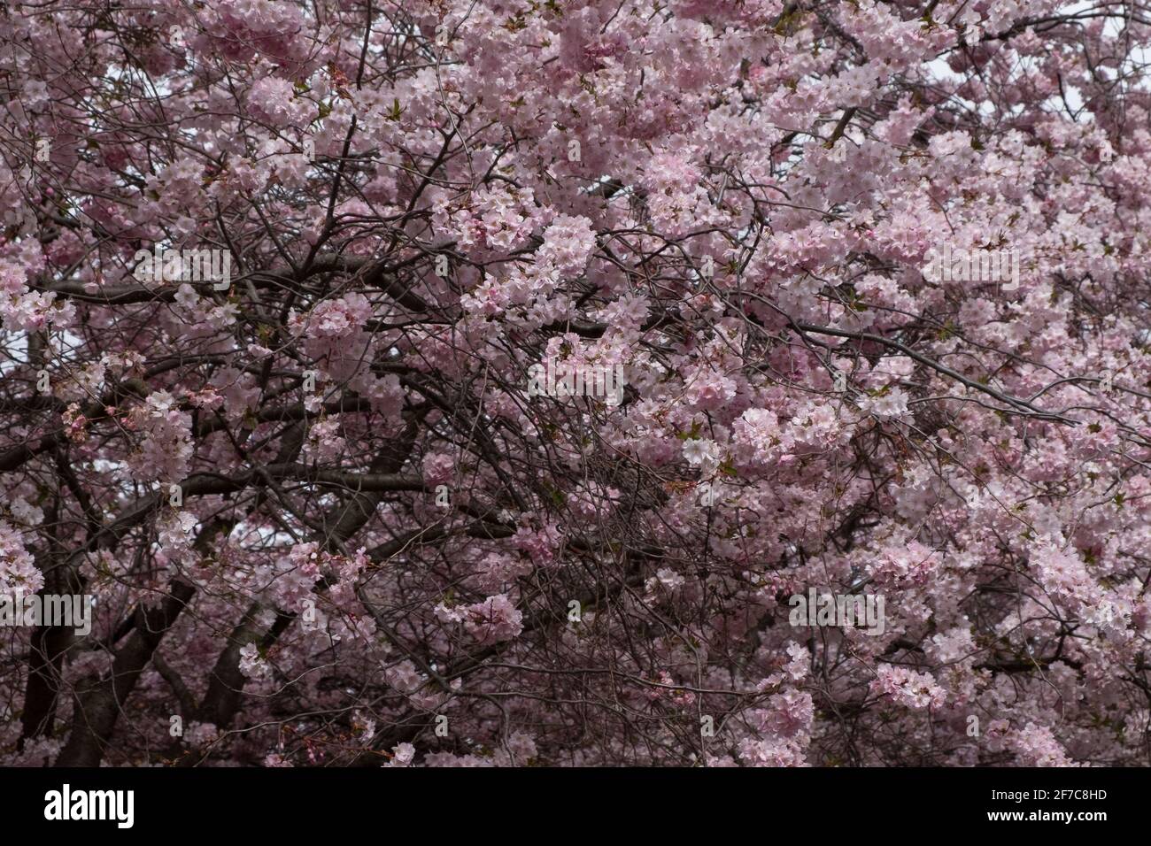 Cherry blossoms in Berlin, 06 April 2021, Berlin, Germany Stock Photo