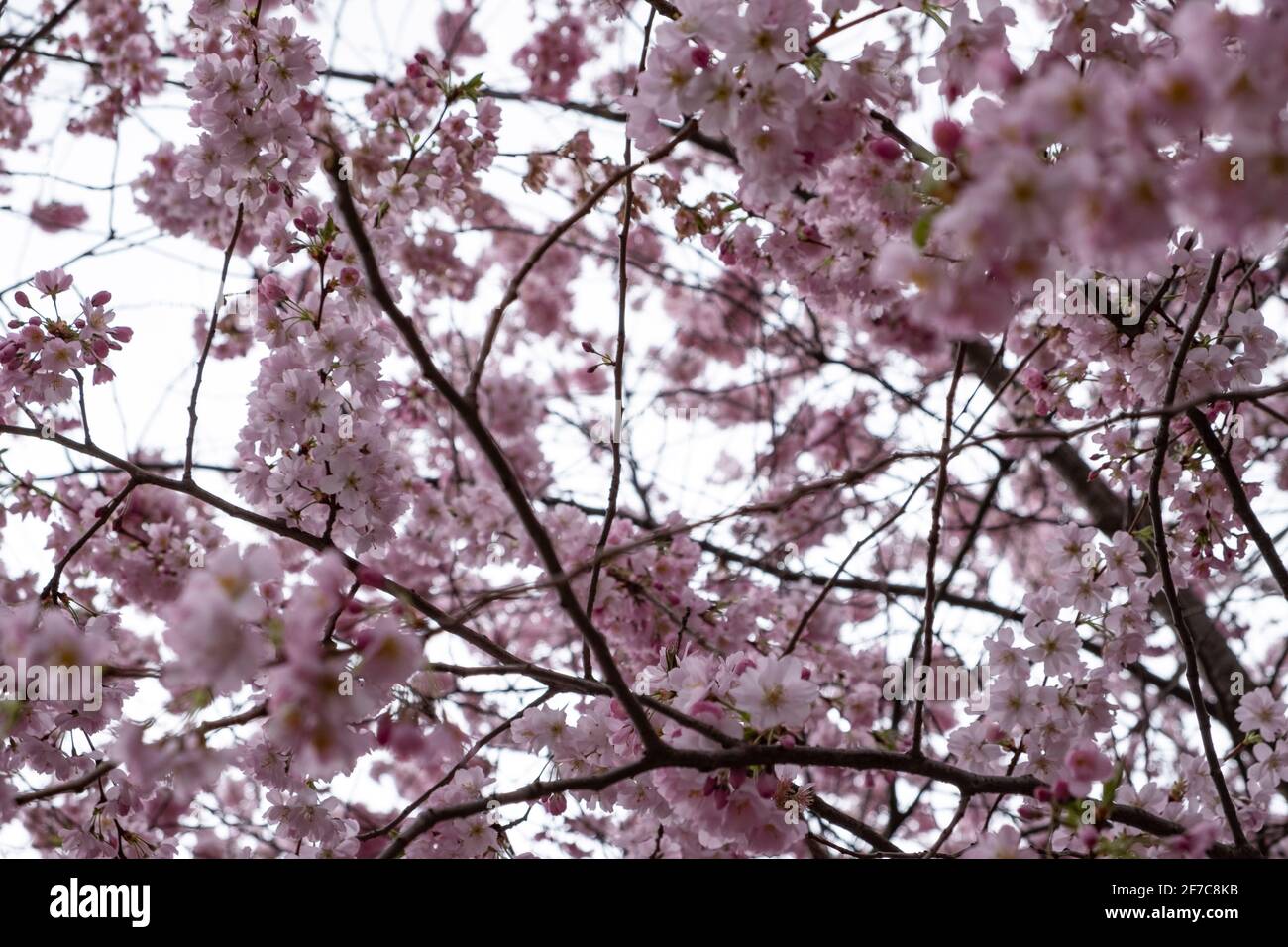 Cherry blossoms in Berlin, 06 April 2021, Berlin, Germany Stock Photo
