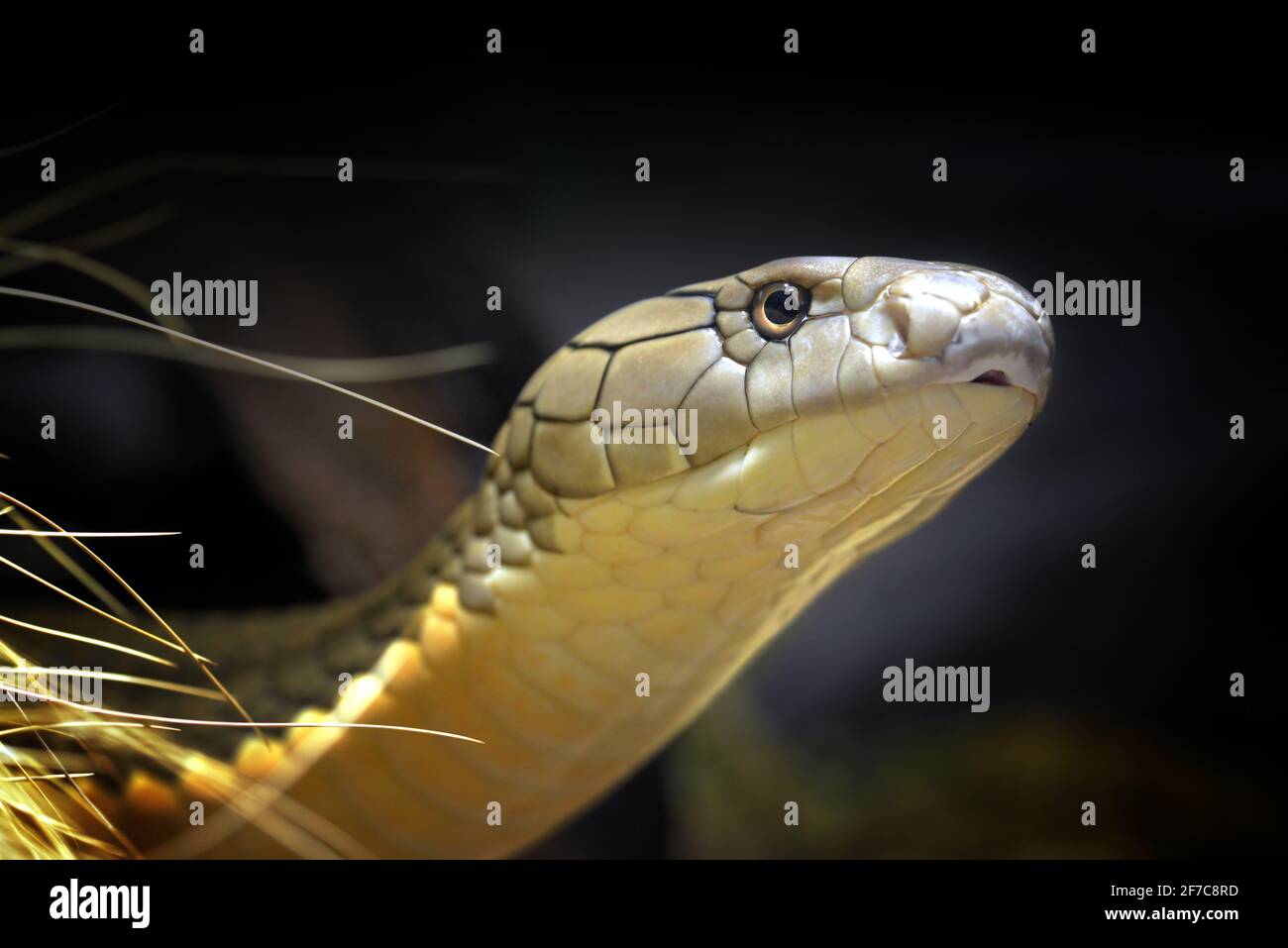 The king cobra (Ophiophagus hannah),the longest venomous snake native ...