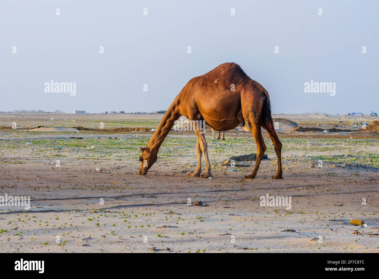 camel feeding in the desert Stock Photo - Alamy