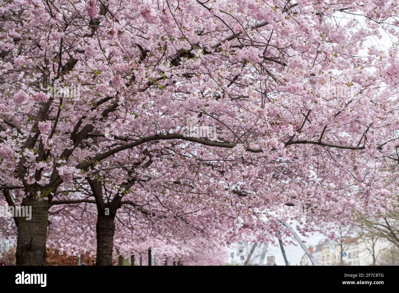 Cherry blossoms in Berlin, 06 April 2021, Berlin, Germany Stock Photo
