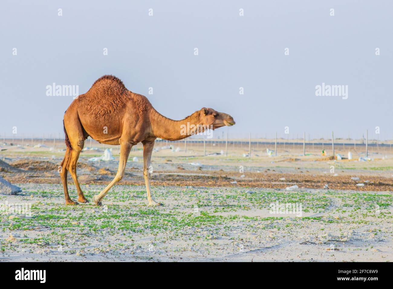 camel feeding in the desert Stock Photo - Alamy