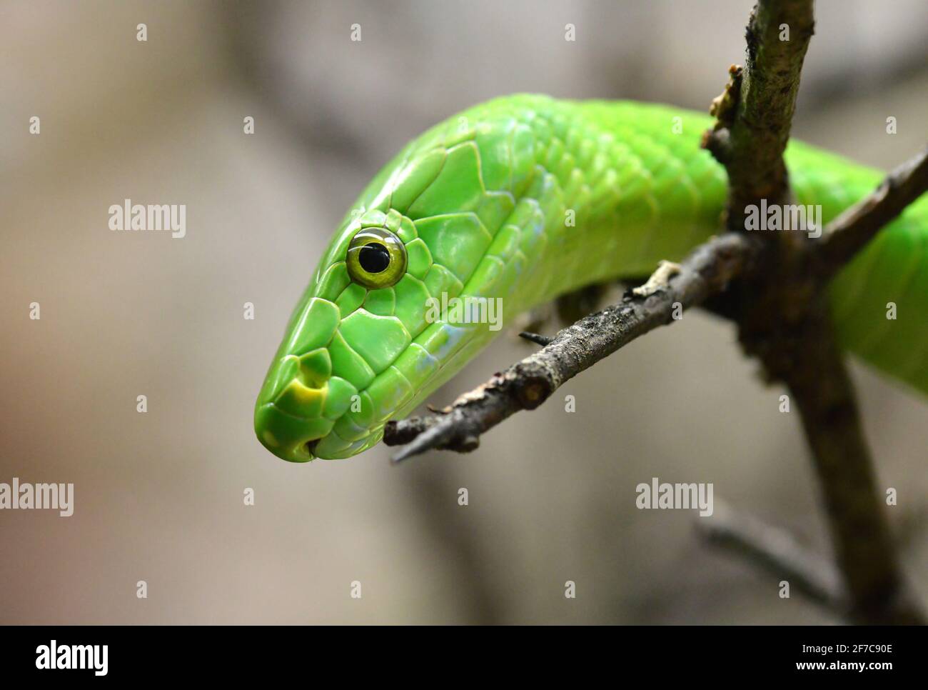 The western green mamba (Dendroaspis viridis),extremely venomous snake ...