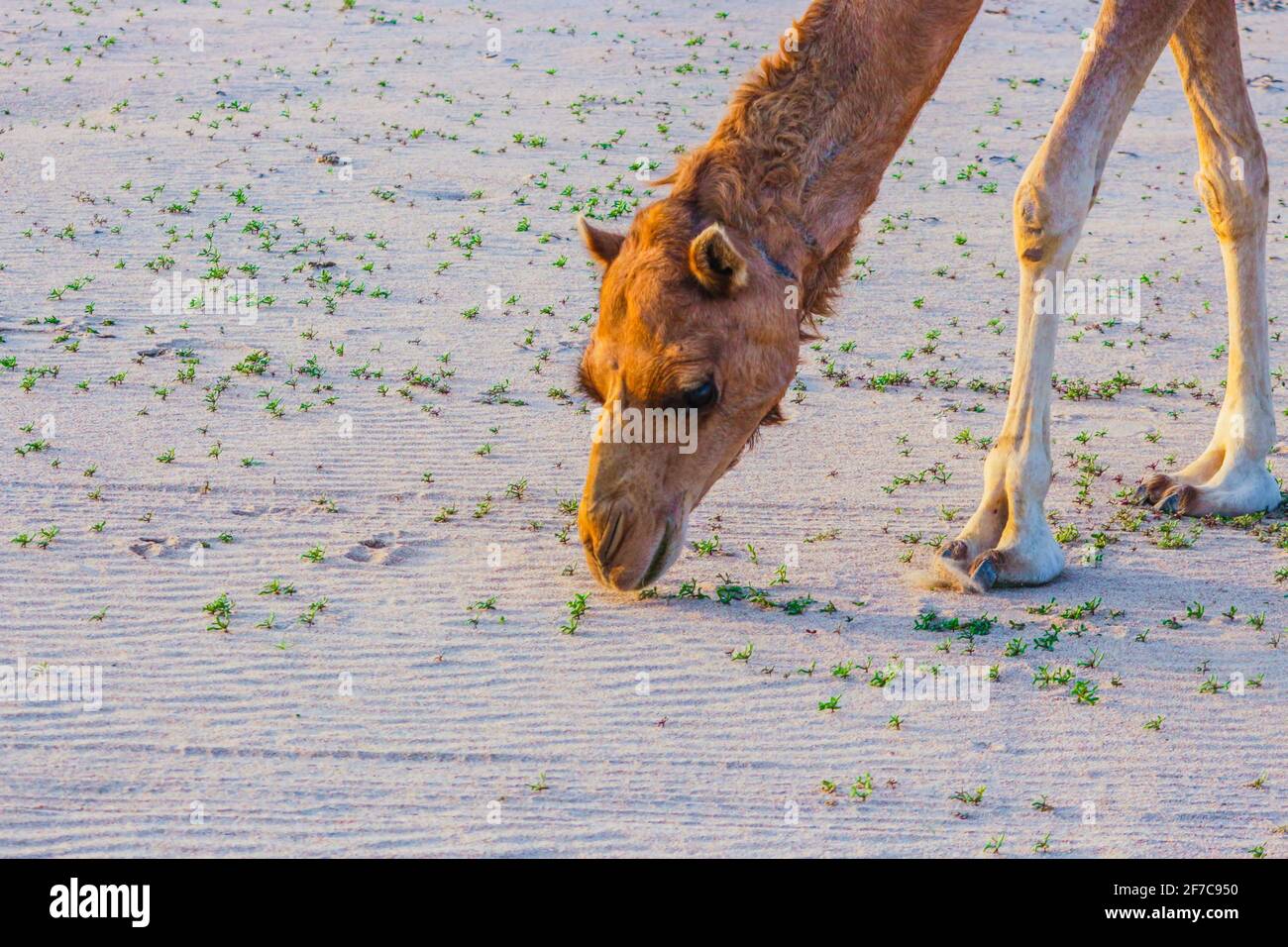 camel feeding in the desert Stock Photo - Alamy