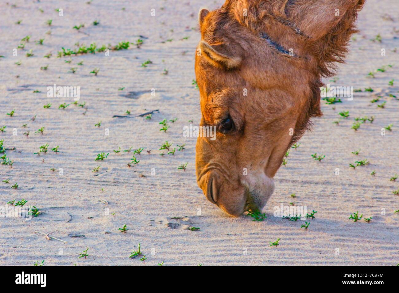camel feeding in the desert Stock Photo - Alamy