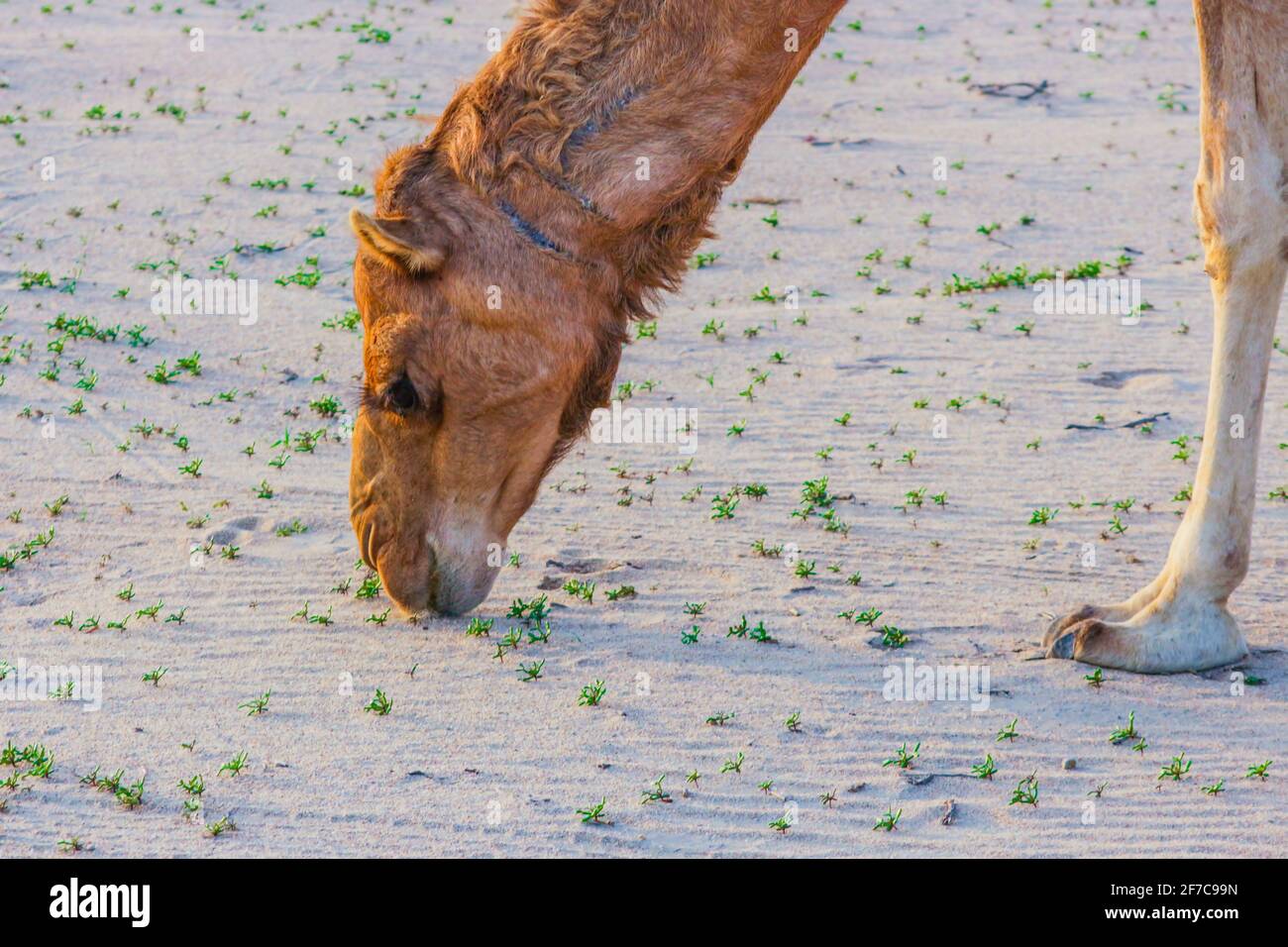 camel feeding in the desert Stock Photo - Alamy
