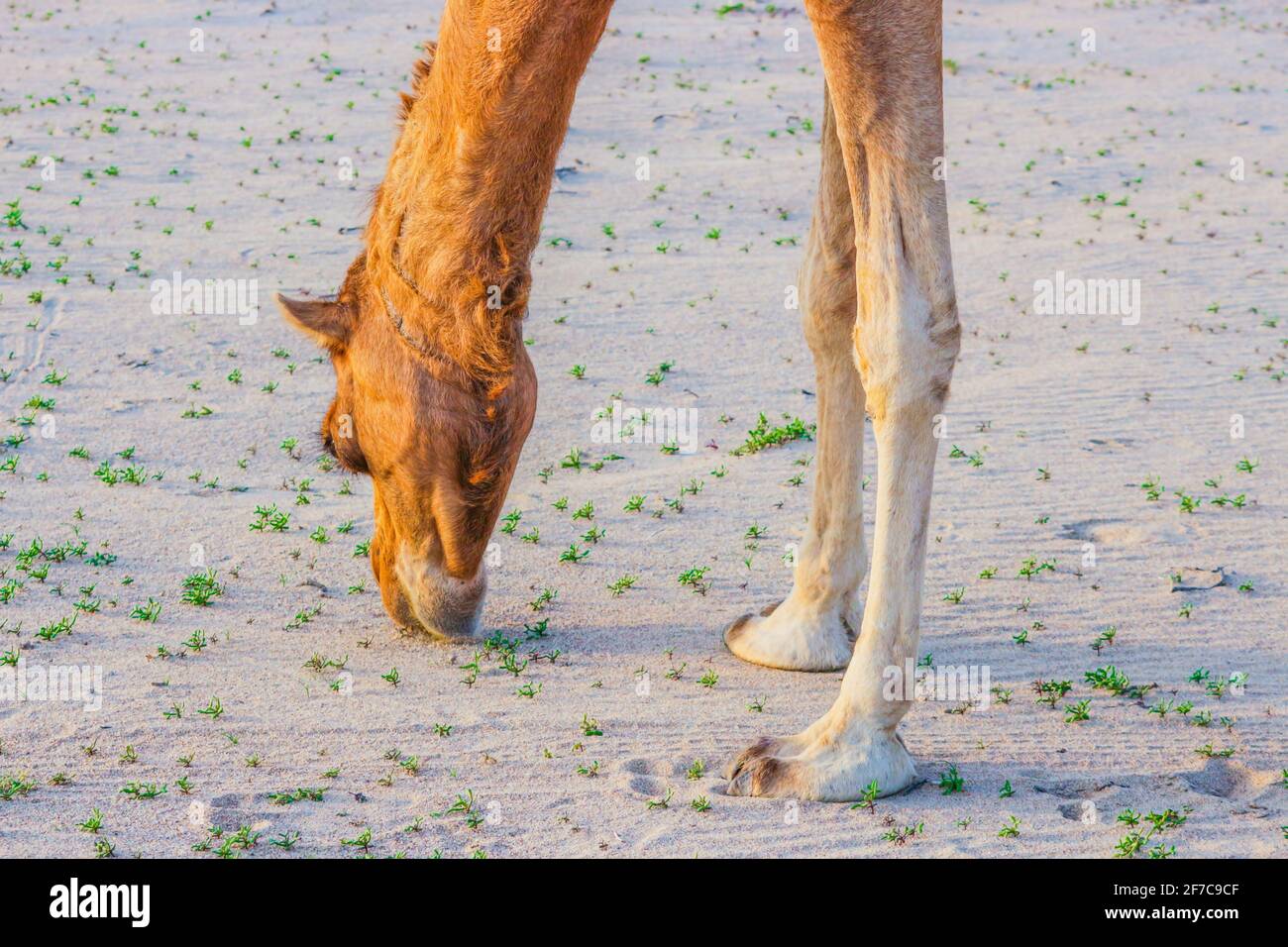 camel feeding in the desert Stock Photo - Alamy